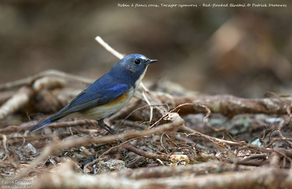 Red-flanked Bluetailadult breeding, identification