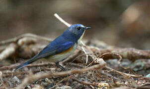 Red-flanked Bluetail