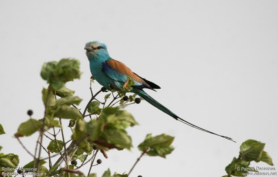 Abyssinian Roller