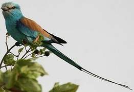 Abyssinian Roller