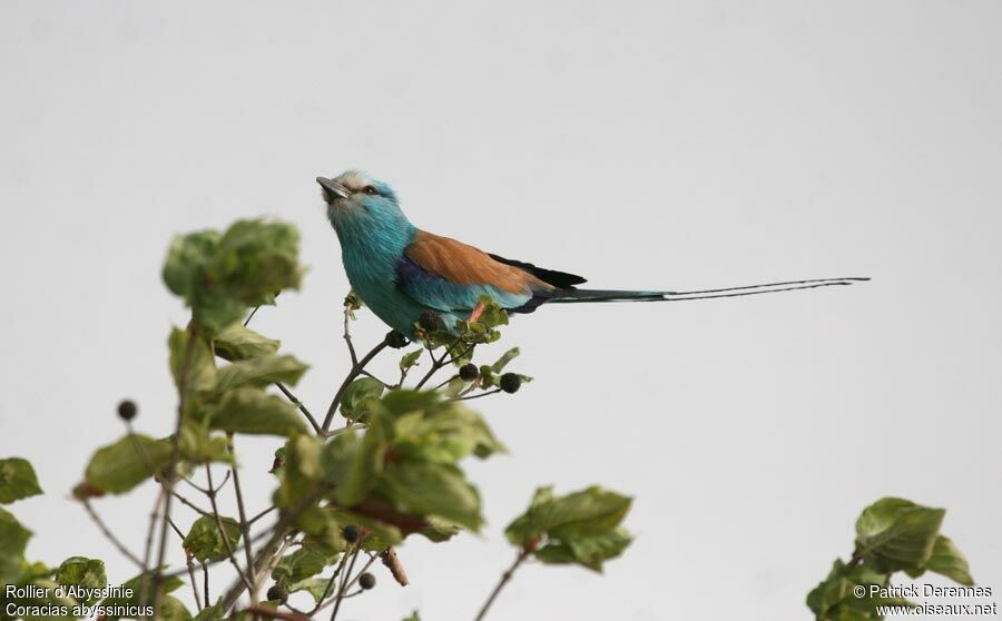 Abyssinian Roller