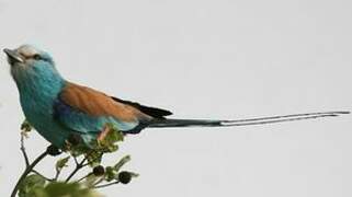 Abyssinian Roller