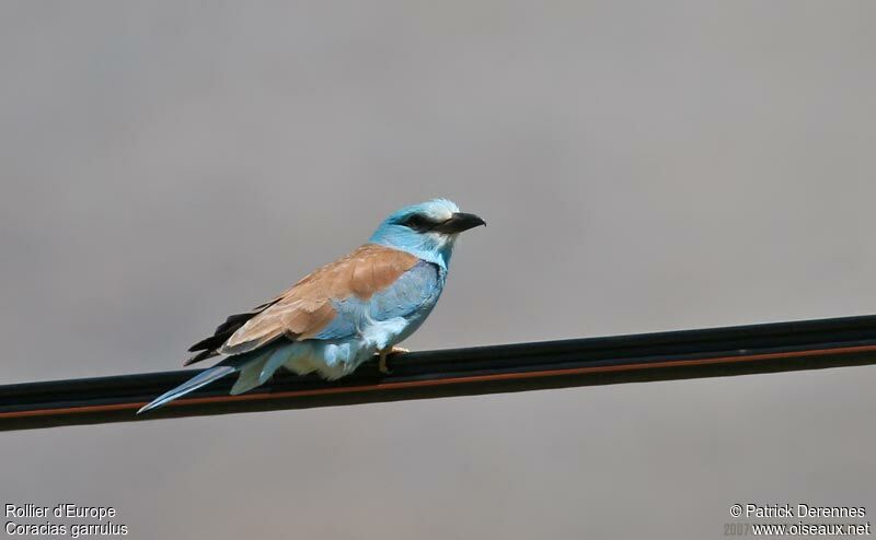 European Rolleradult