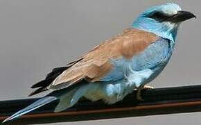 European Roller