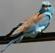 European Roller