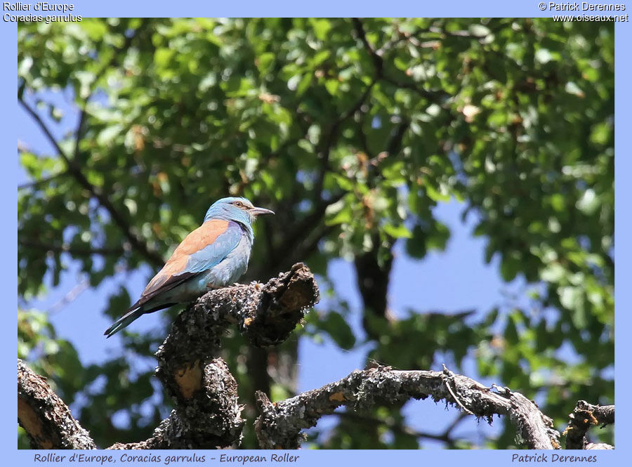 European Roller