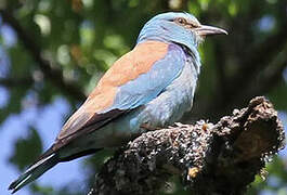 European Roller