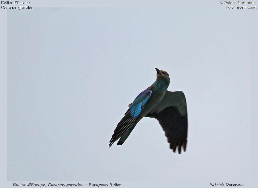 European Roller, Flight