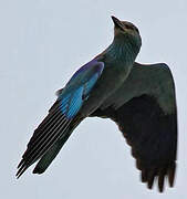 European Roller