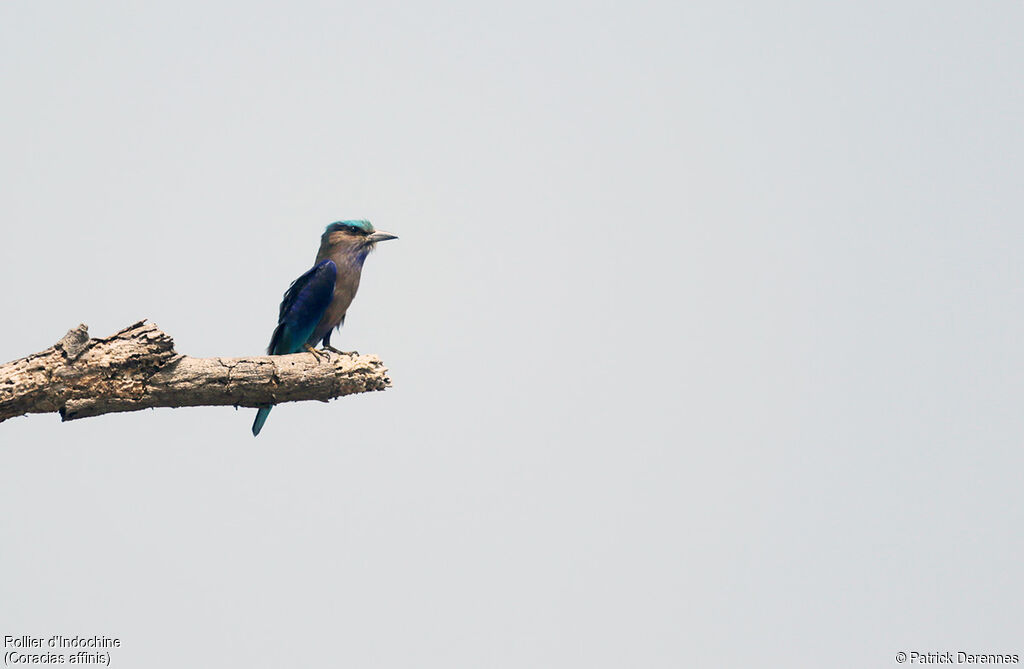 Indochinese Roller