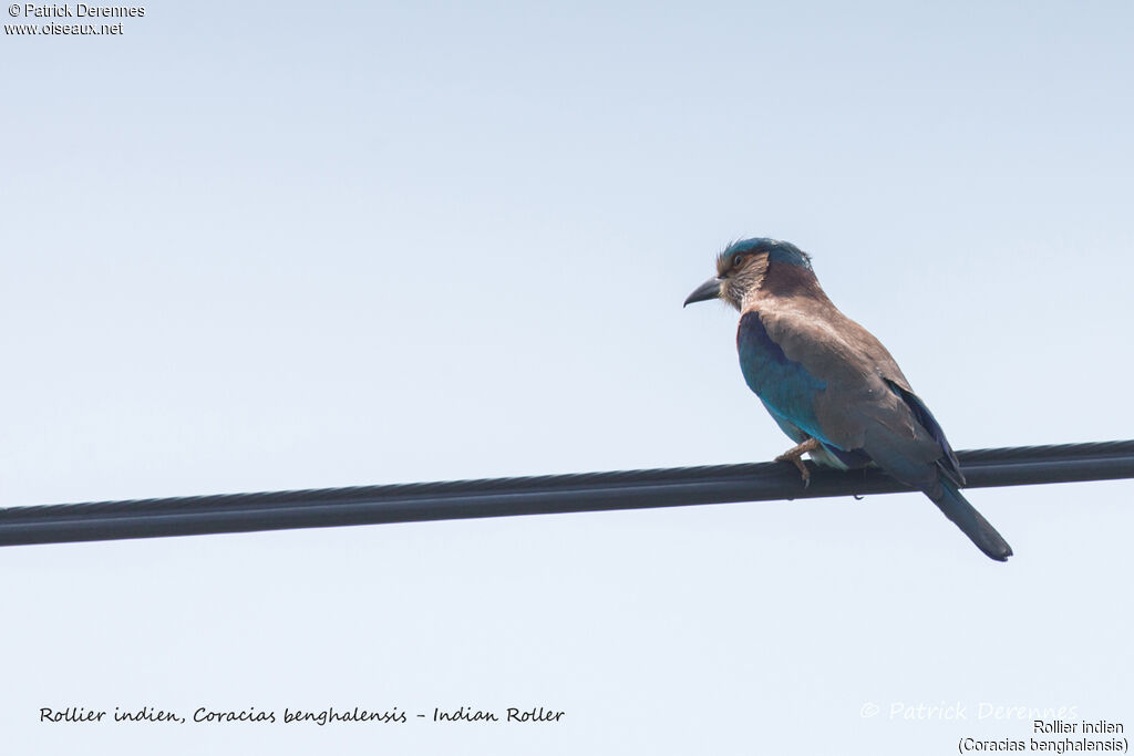 Indian Roller, identification, habitat