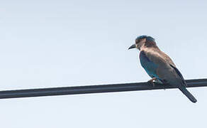 Indian Roller