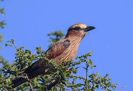 Purple Roller