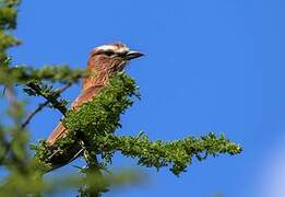 Purple Roller