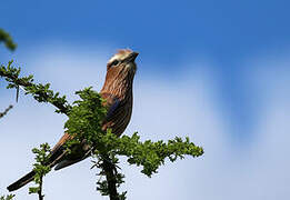 Purple Roller