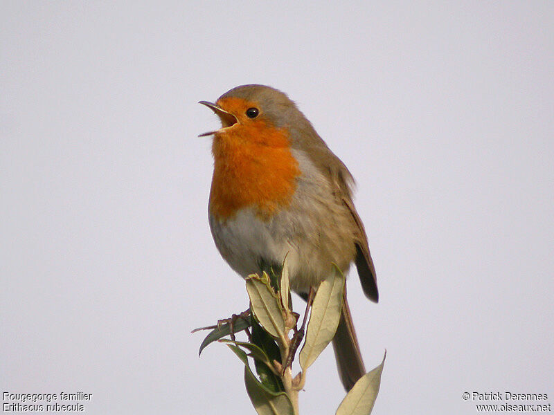 European Robin male adult