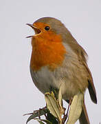 European Robin