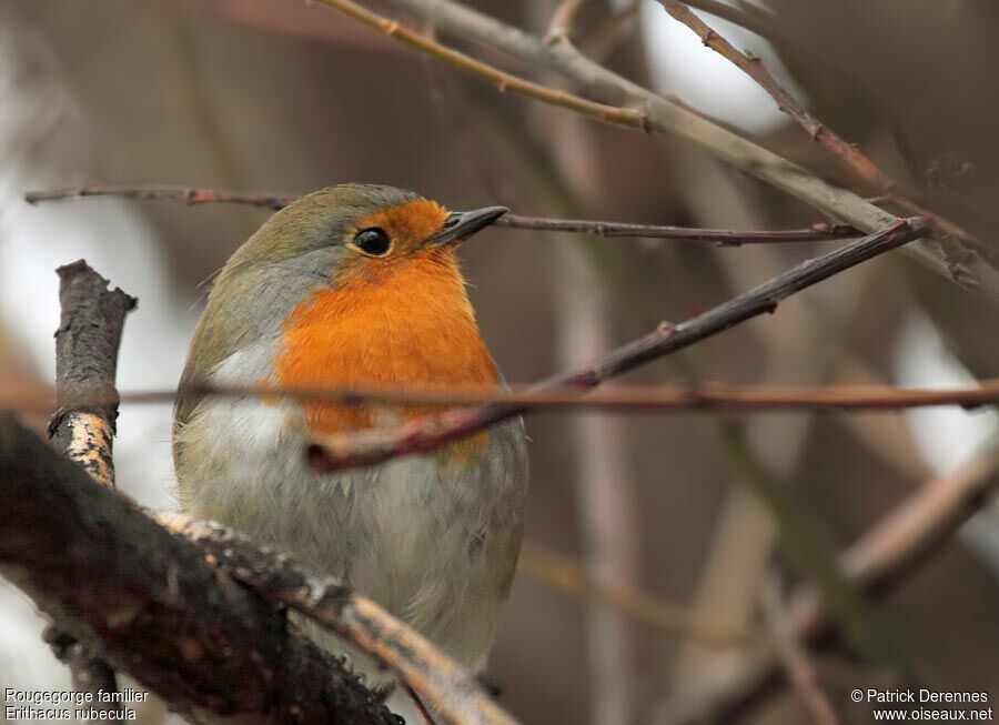 Rougegorge familier, identification