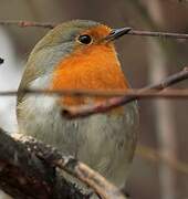 European Robin