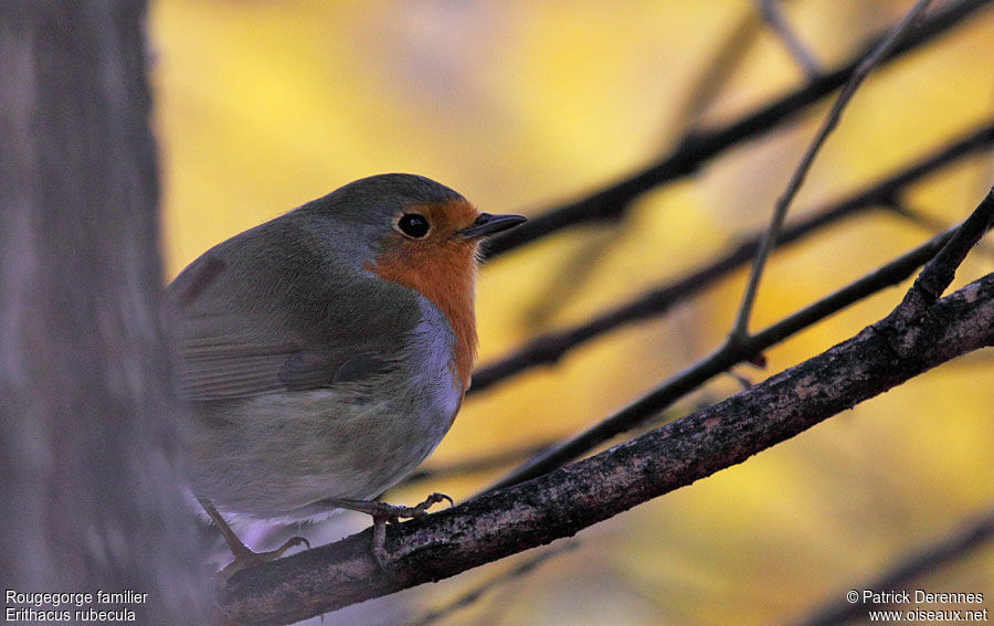 European Robin, identification