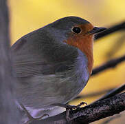 European Robin