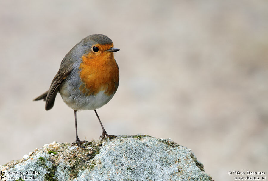 European Robin, identification