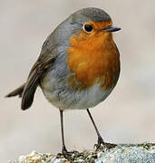 European Robin