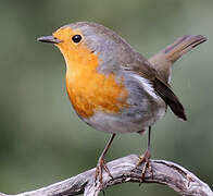 European Robin