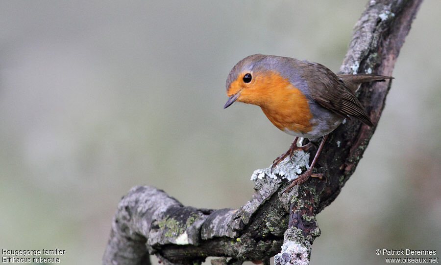 European Robin, identification