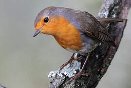 European Robin