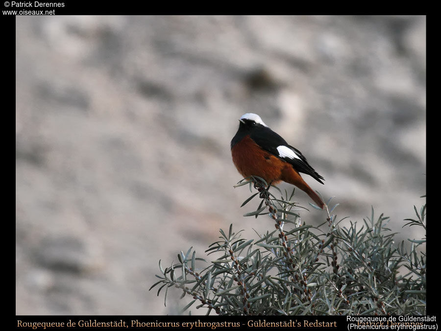 Rougequeue de Güldenstädt, identification, habitat