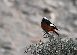 Güldenstädt's Redstart