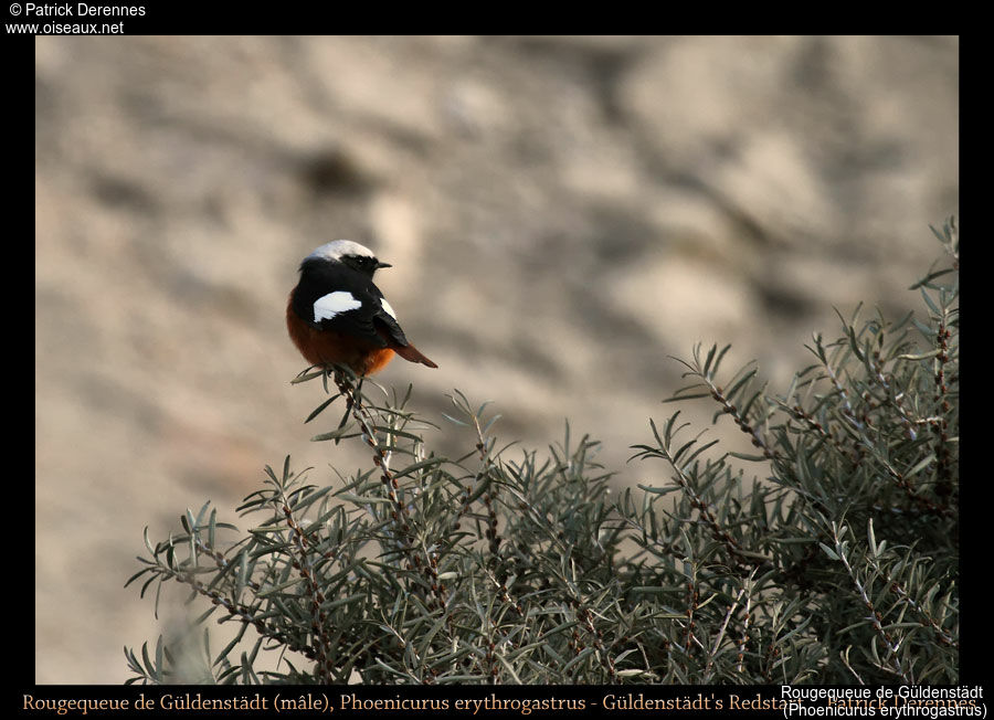 Güldenstädt's Redstart, identification, habitat