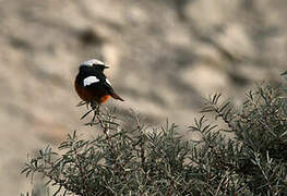 Güldenstädt's Redstart