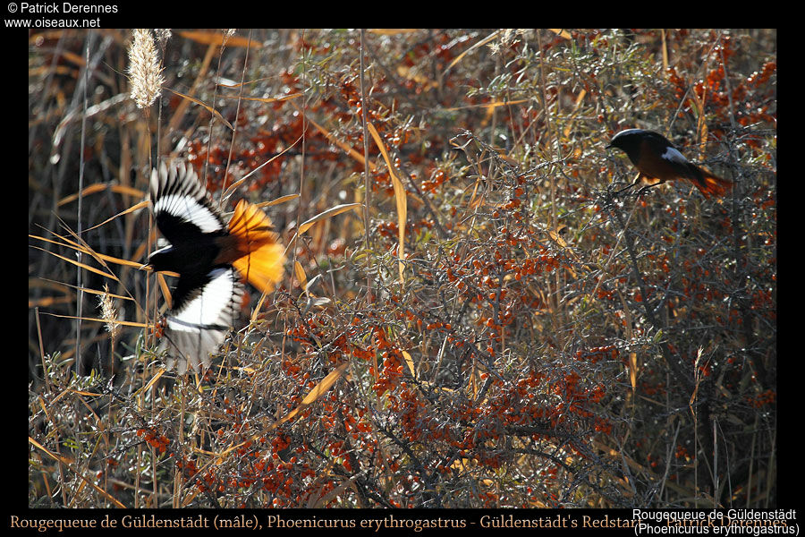 Güldenstädt's Redstart, Flight