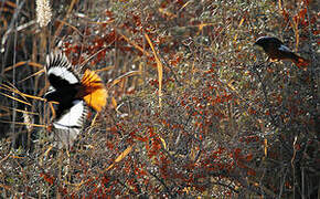 Güldenstädt's Redstart