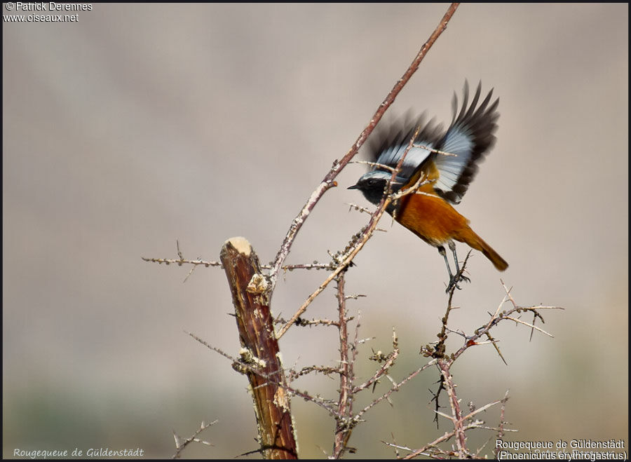 Güldenstädt's Redstart, Flight