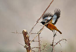 Güldenstädt's Redstart