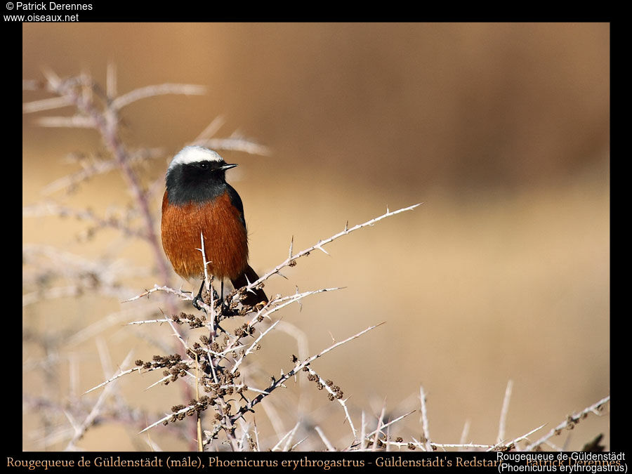 Güldenstädt's Redstart, identification, habitat