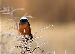 Güldenstädt's Redstart