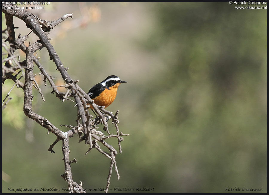 Moussier's Redstart