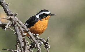 Moussier's Redstart