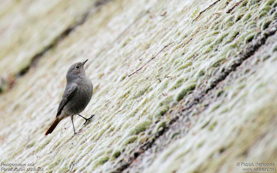 Black Redstart, identification