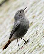 Black Redstart