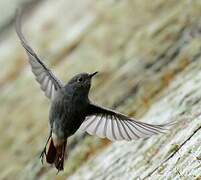 Black Redstart