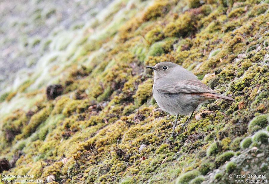 Black Redstart, identification