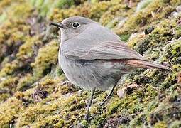 Black Redstart