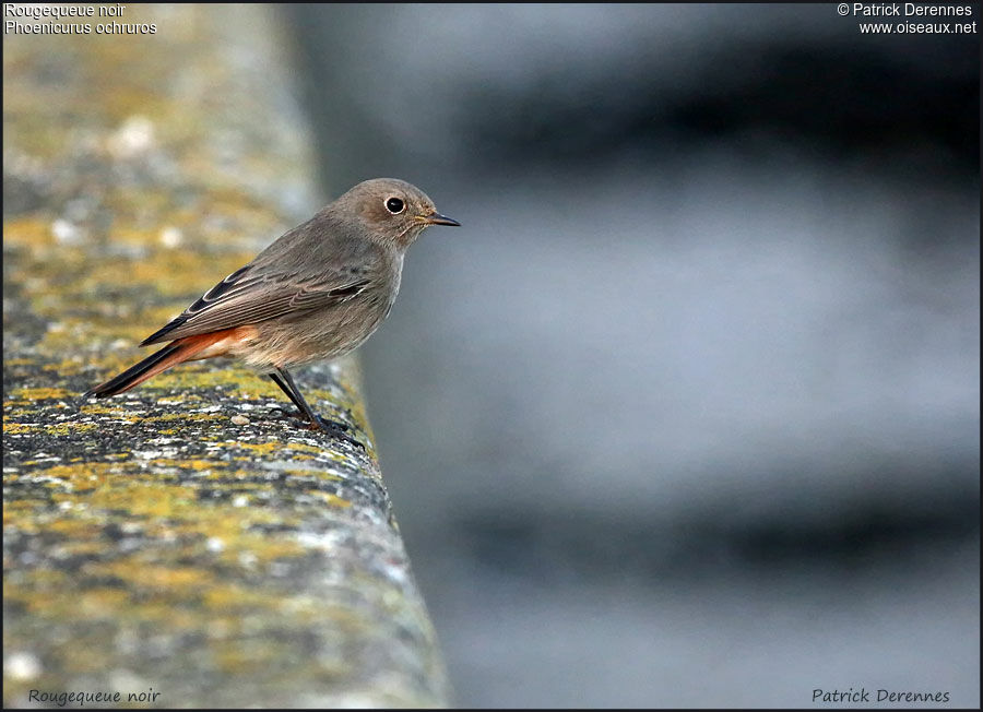 Black Redstart