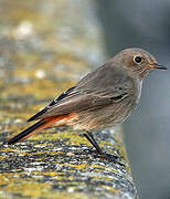 Black Redstart