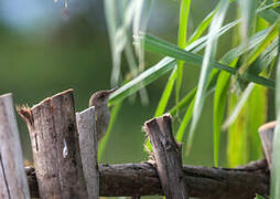 Lesser Swamp Warbler